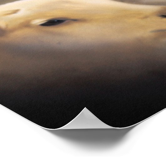 Poster Lion and the Lamb ポスター (角)