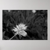 Poster Maria fecha a porta  - danificada ポスター (正面)