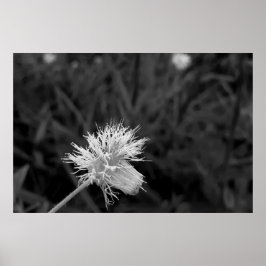 Poster Maria fecha a porta  - danificada ポスター