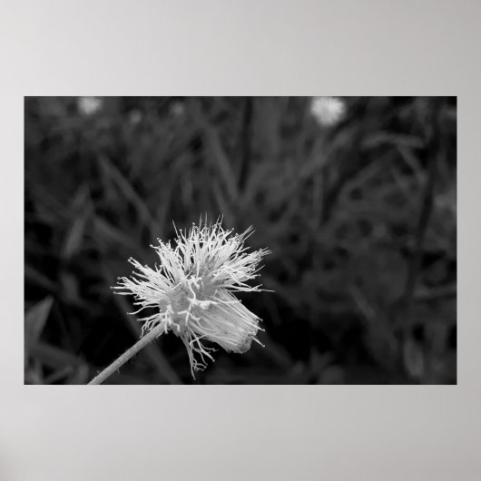 Poster Maria fecha a porta  - danificada ポスター (正面)