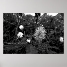 Poster Maria fecha a porta  - dark ポスター