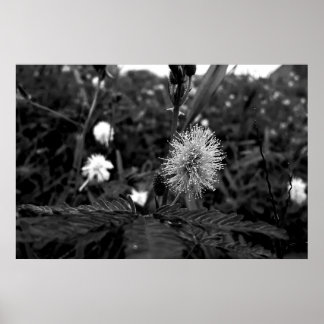 Poster Maria fecha a porta  - dark ポスター