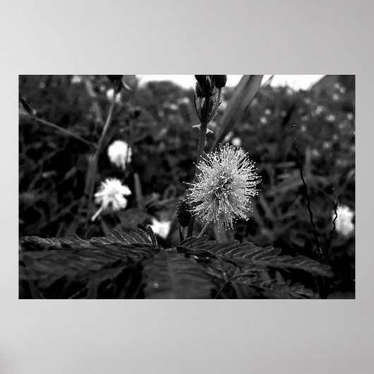 Poster Maria fecha a porta  - dark ポスター (正面)