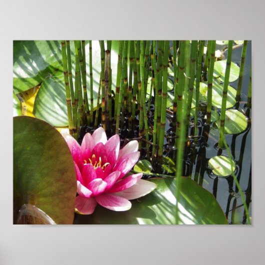 Poster Nénuphar Zen 27.94x21.59cm ポスター (正面)