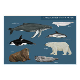 Poster of Marine Mammals / Wildlife フォトプリント