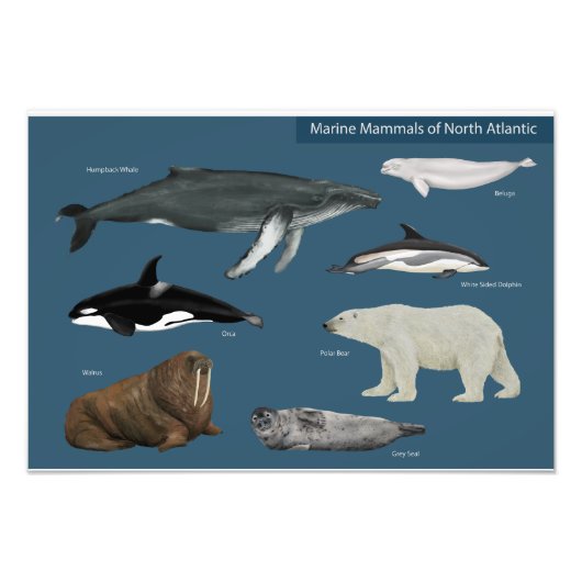 Poster of Marine Mammals / Wildlife フォトプリント (正面)