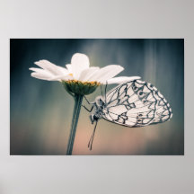 Poster papillon Demi-deuil