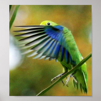 POSTER PERIQUITO TUIM 1 ポスター