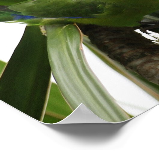 POSTER PERIQUITO TUIM 2 ポスター (角)