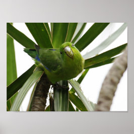 POSTER PERIQUITO TUIM 2 ポスター