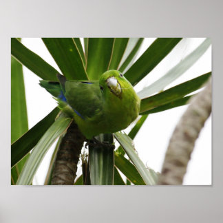 POSTER PERIQUITO TUIM 2 ポスター