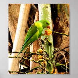 POSTER PERIQUITO VERDE 8 ポスター