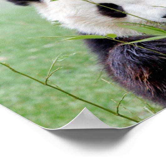 Poster Photo giant panda , animals 0333. ポスター (角)