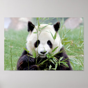 Poster Photo giant panda , animals 0333. ポスター