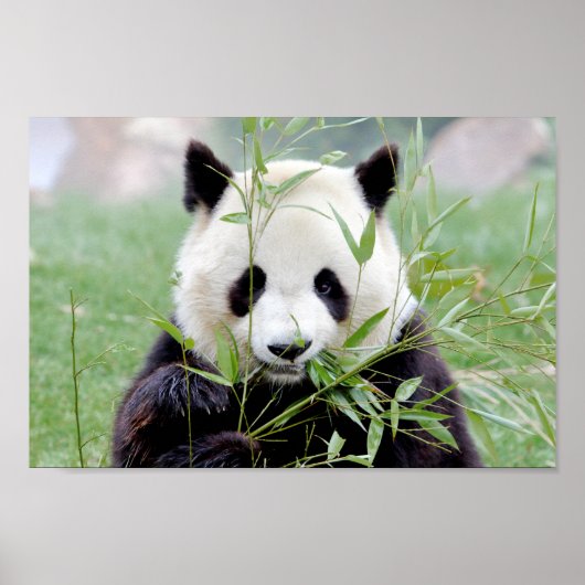 Poster Photo giant panda , animals 0333. ポスター (正面)