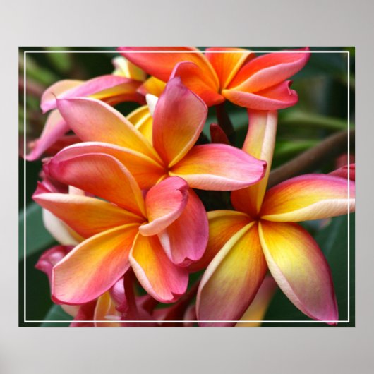 Poster-Plumeria Flowers ポスター (正面)