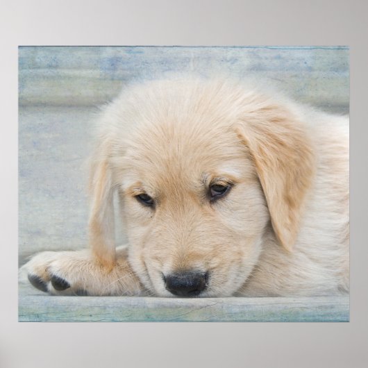 Poster Pup ポスター (正面)