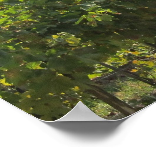 Poster--Tuscany Trust ポスター (角)