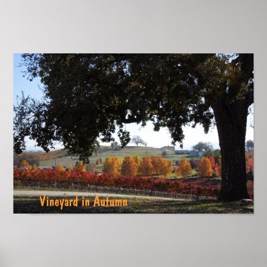 Poster: Vineyard and Oak Tree in Autumn Colors ポスター (正面)