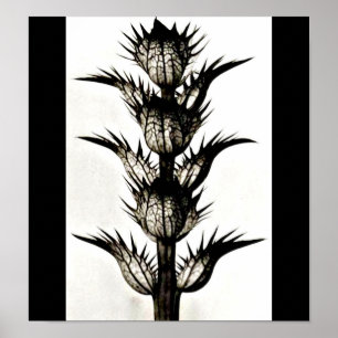 Poster-Vintage Photography-Karl Blossfeldt 39 ポスター