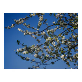 Poster - Weiße Kirschblüten vor blauem Himmel ポスター