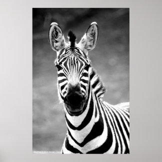 POSTER ZebraPhoto by John A. Sylvester ポスター