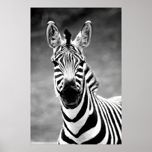 POSTER ZebraPhoto by John A. Sylvester ポスター (正面)