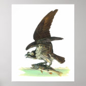 Posters/Print: Osprey - John Audubon ポスター (正面)