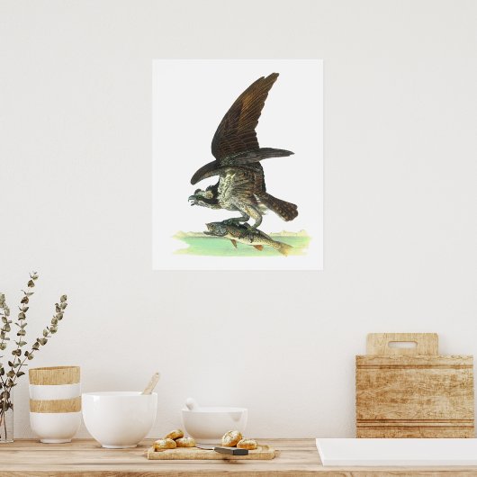 Posters/Print: Osprey - John Audubon ポスター (キッチン)