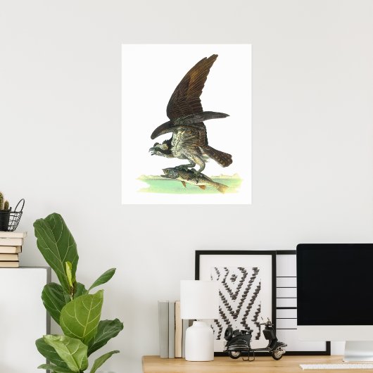 Posters/Print: Osprey - John Audubon ポスター (ホームオフィス)