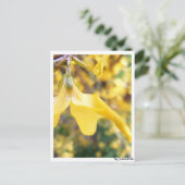 Postkarte - Belbe Blüte ポストカード (スタンド正面)