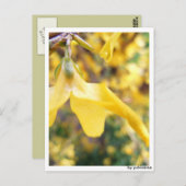 Postkarte - Belbe Blüte ポストカード (正面/裏面)