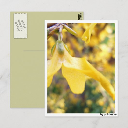 Postkarte - Belbe Blüte ポストカード (正面/裏面)