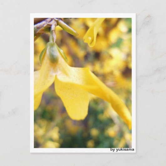 Postkarte - Belbe Blüte ポストカード (正面)