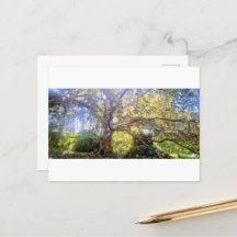 Postkarte Großer Laubbaum