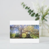 Postkarte Großer Laubbaum ポストカード (スタンド正面)