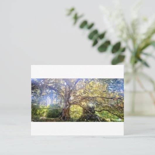 Postkarte Großer Laubbaum ポストカード (スタンド正面)