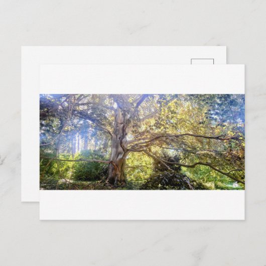 Postkarte Großer Laubbaum ポストカード (正面/裏面)