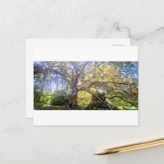 Postkarte Großer Laubbaum ポストカード (正面/裏面インサイチュ)