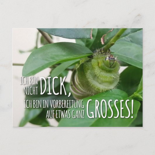 Postkarte mit Raupe & Humor  ポストカード (正面)
