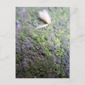 Postkarte - Moß&Pollen ポストカード