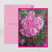 Postkarte rosa Rose ポストカード (正面/裏面)
