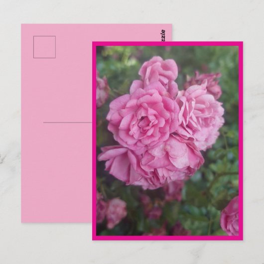 Postkarte rosa Rose ポストカード (正面/裏面)