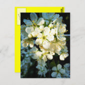 Postkarte - Weiße Blüten ポストカード (正面/裏面)