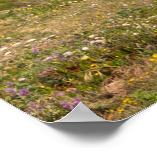 Praia da ursa ポスター (角)