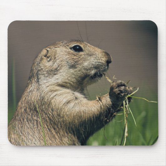 Prairie dog マウスパッド (正面)