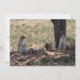 Prairie Dog Family ノートカード