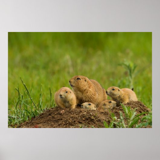Prairie Dog Family on Den ポスター (正面)