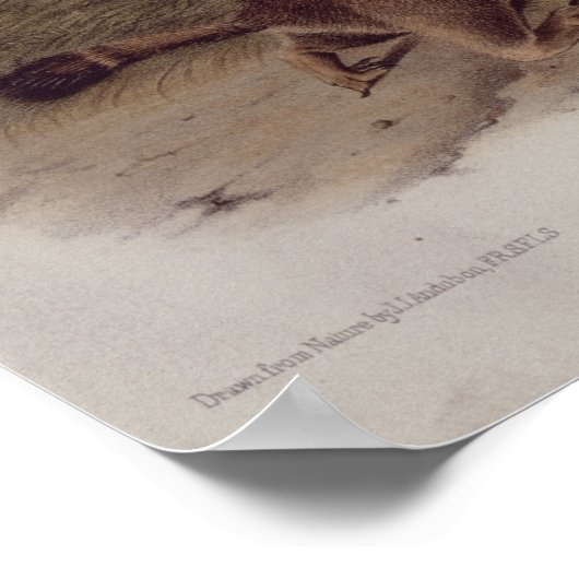 Prairie Dog from 'Quadrupeds of North America' ポスター (角)