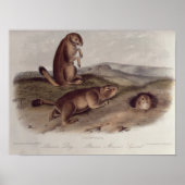 Prairie Dog from 'Quadrupeds of North America' ポスター (正面)